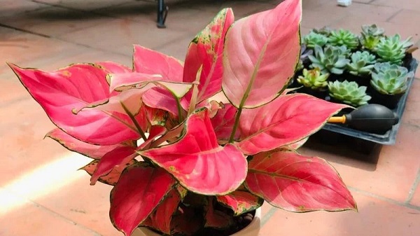 Mệnh Hỏa được xem là mệnh tương hợp đầu tiên với cây vạn lộc