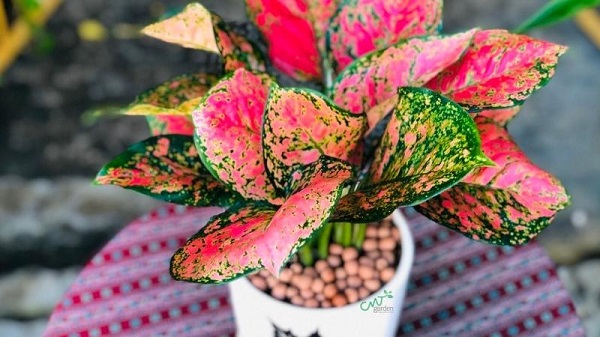 Cây vạn lộc có thể giúp đất bớt khô cằn và ổn định cho sự phát triển của cây