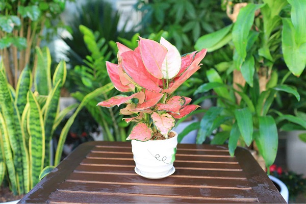 Hướng dẫn lựa chọn và đặt cây vạn lộc theo phong thủy