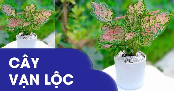 Cây vạn lộc, tên khoa học là Aglaonema modestum