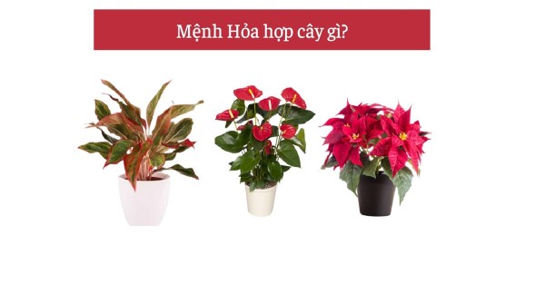 Mệnh Hỏa hợp cây gì? Gợi ý 10+ loại cây thu hút tài lộc và may mắn