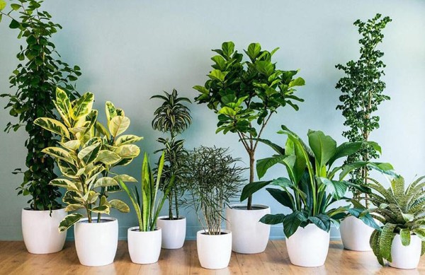 Hướng dẫn chọn và chăm sóc cây phong thủy cho người mệnh Hỏa