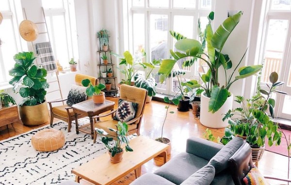 Yếu tố phong thủy trong chọn cây cảnh của người mệnh Kim