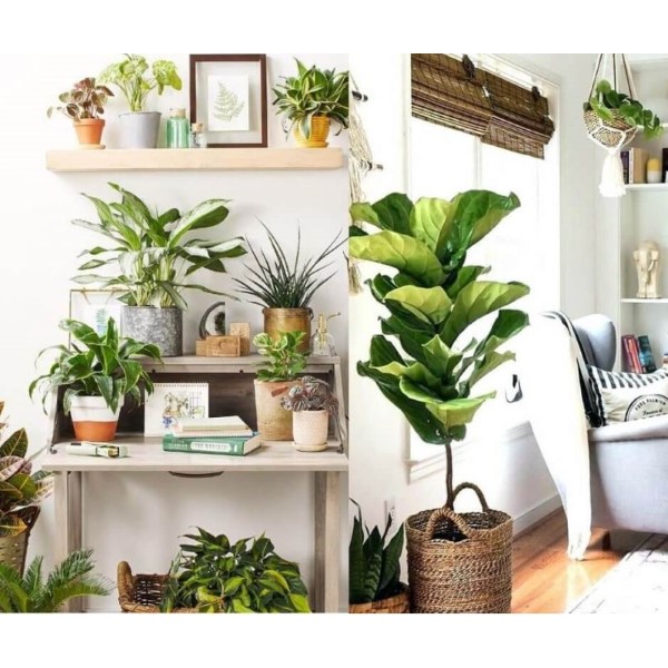 Vị trí đặt cây phong thủy hợp mệnh Kim