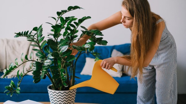 Cách chăm sóc các loại cây phong thủy cho mệnh Kim