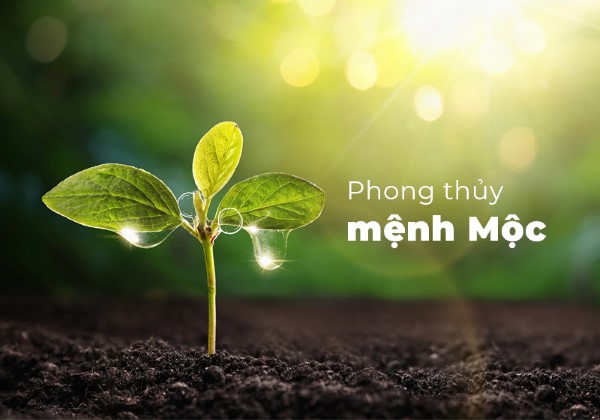 Tổng quan về mệnh Mộc trong phong thủy