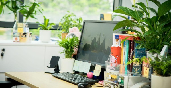 Cách bài trí cây phong thủy trên bàn làm việc hợp mệnh Thổ