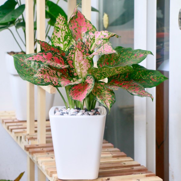 Cây vạn lộc