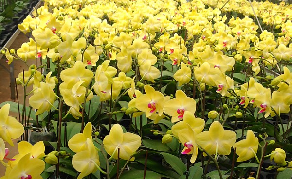 Lan hồ điệp vàng