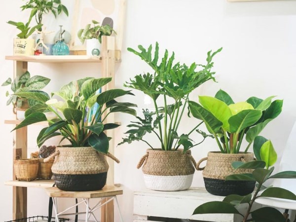 Tại sao nên chọn cây phong thủy hợp mệnh Thổ?