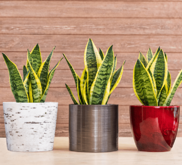 Top các loại cây hợp mệnh Thổ phổ biến