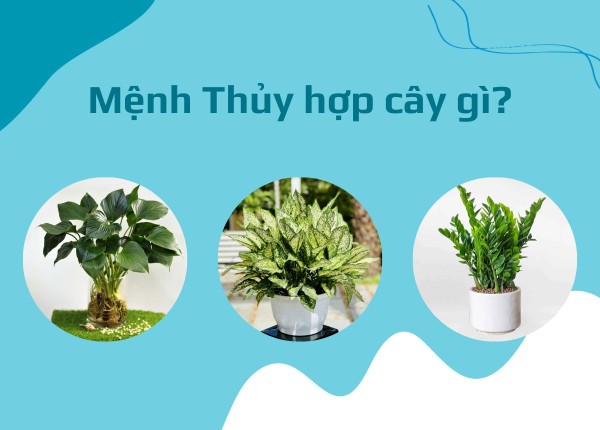 Mệnh Thủy hợp cây gì? Gợi ý cây phong thủy giúp thu hút tài lộc, may mắn