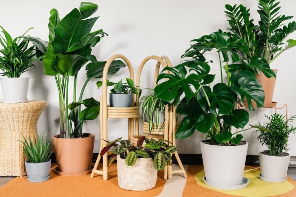 Những điều cần lưu ý khi trồng và đặt cây phong thủy cho người mệnh Thủy