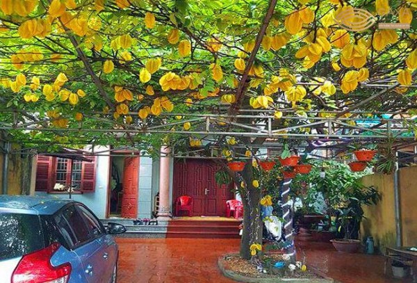 Phong thủy trồng cây khế trước nhà: Mang tài lộc hay rước xui xẻo?