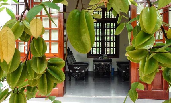 Lợi ích khi trồng cây khế trước nhà theo phong thủy