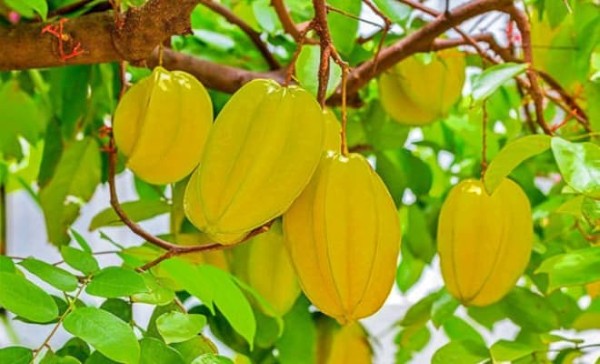 Vị trí lý tưởng để trồng cây khế theo phong thủy