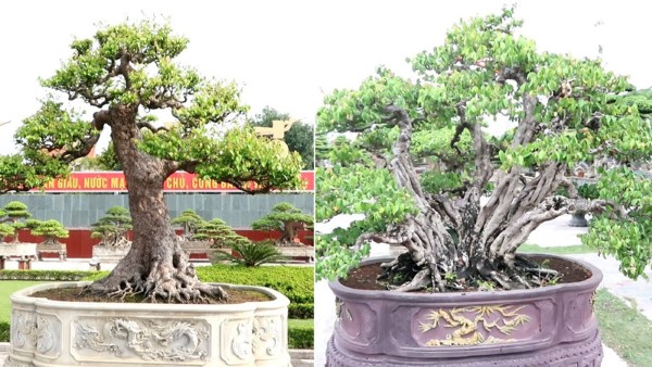Cách trồng và chăm sóc cây khế đúng phong thủy