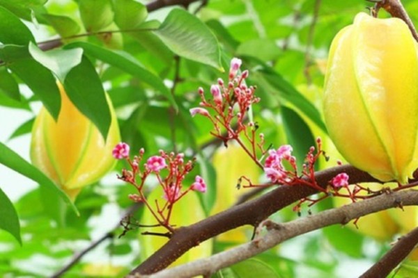 Kết hợp cây khế với các yếu tố phong thủy khác