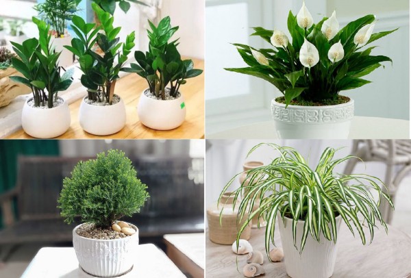 Gợi ý loại cây phong thủy phù hợp cho từng tuổi Dần