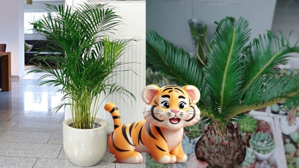 Tác dụng phong thủy và vai trò của cây cảnh đối với người tuổi Dần