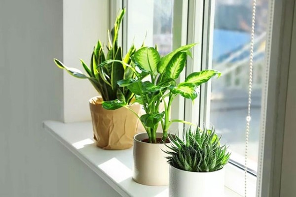 Lưu ý cách chăm sóc cây cho người tuổi Dần